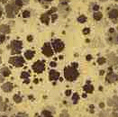 Background Tile brwnspots