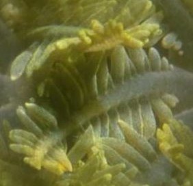 Background Tile fern