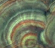 Background fungus