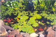 pond