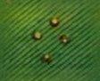 Background Tile grnstud