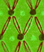 Background Tile Harlgreen