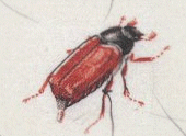 Background redbeetles