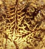 Background Tile tex6