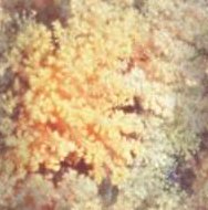 Background tex7