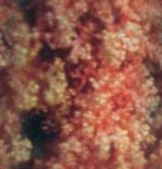 Background tex8