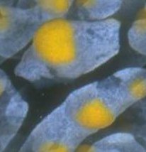 Background Tile yellspot